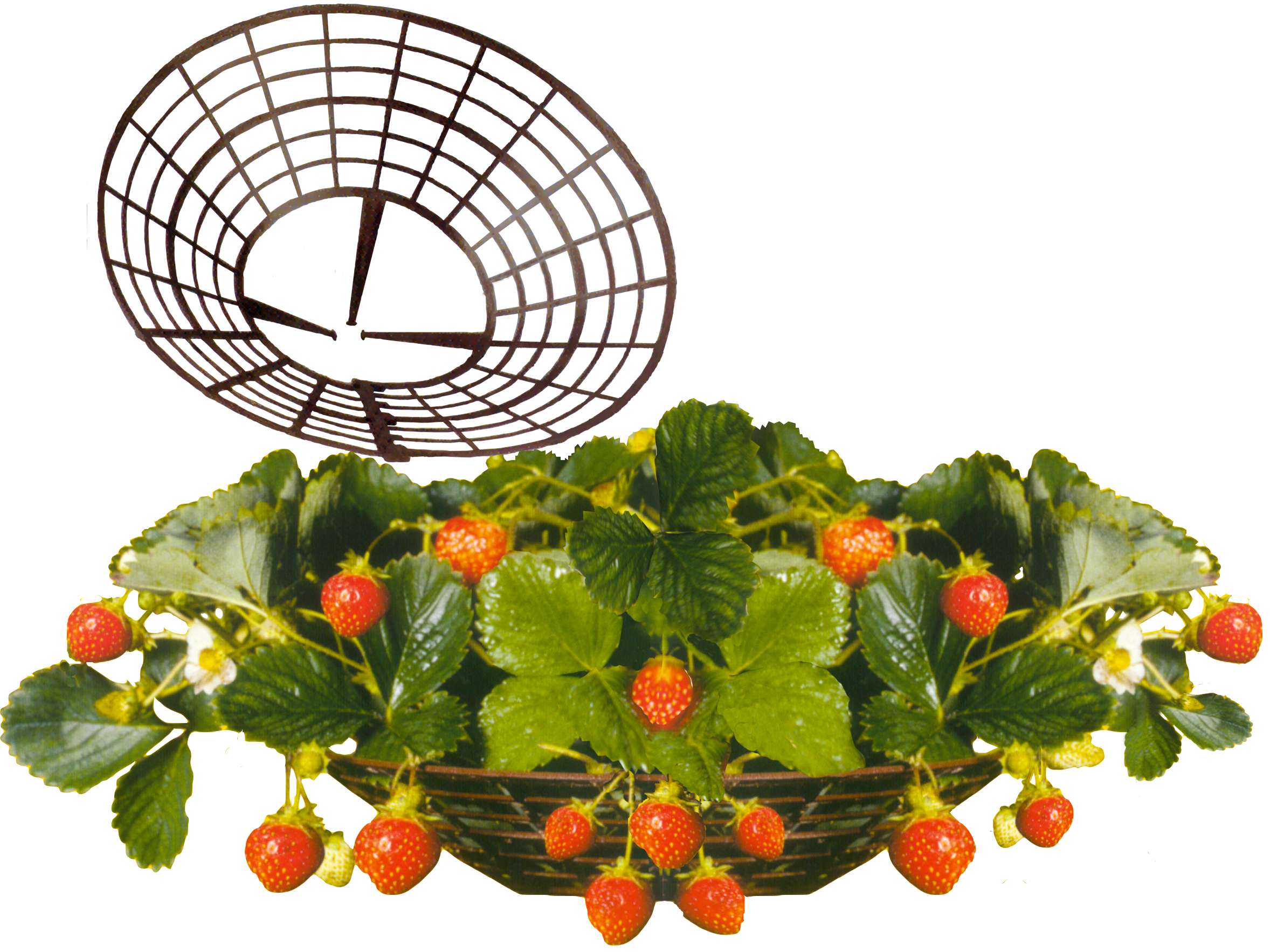 Strawberry Plant Support - 10 pcs